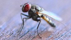 Stubenfliege (6).jpg